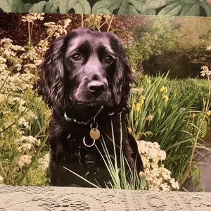 Tarjeta para cualquier ocasión con un cocker spaniel