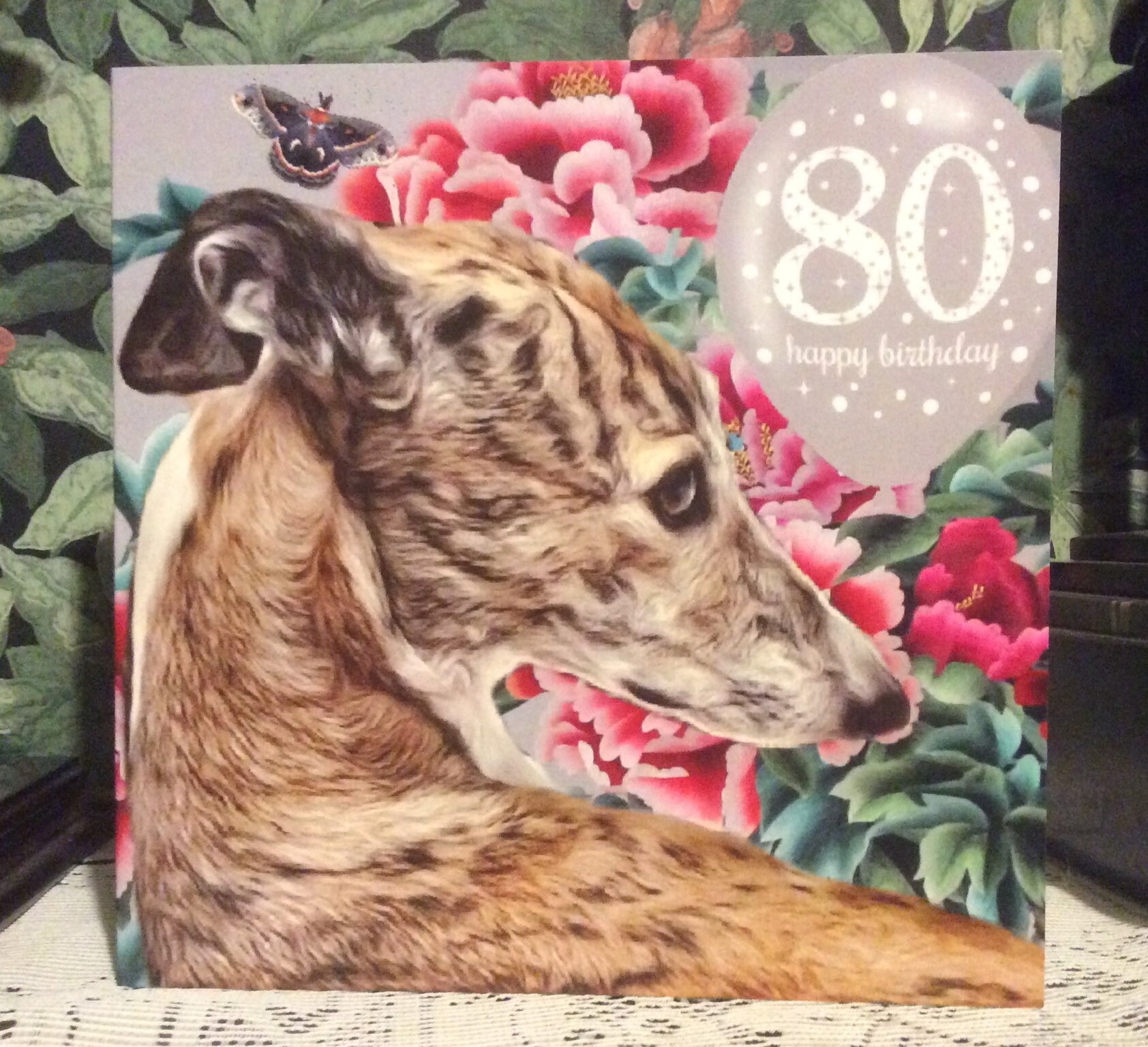 Whippet Rescue Dogs Tia Greyhound And Lurcher Rescue Buy Greyhound