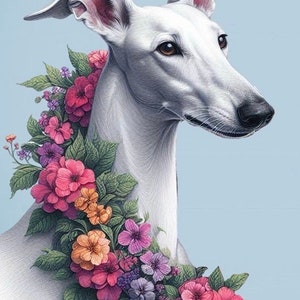 Carte toutes occasions Greyhound