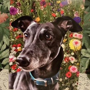 Carte toutes occasions Greyhound
