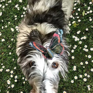 Carte toutes occasions whippet lévrier Lurcher