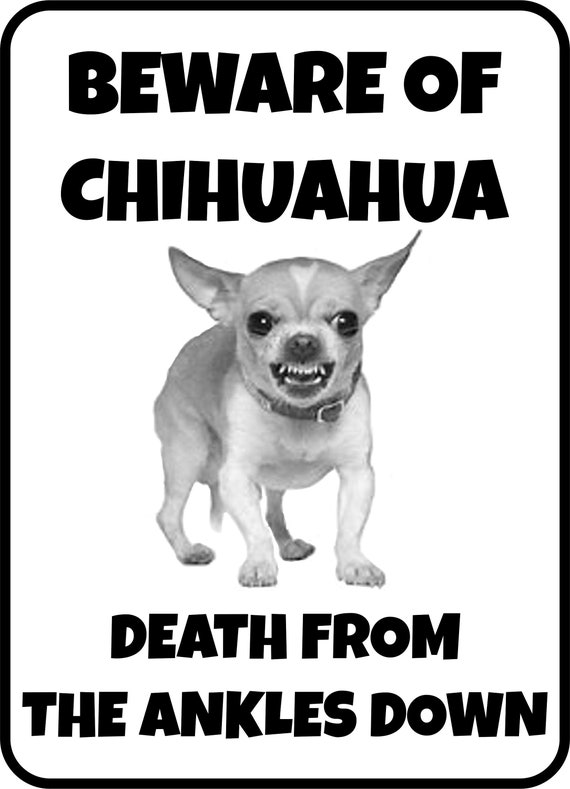 beware of dog chihuahua