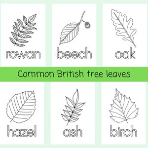 May include: Black and white line drawings of six different types of British tree leaves: rowan, beech, oak, hazel, ash, and birch. The leaves are labeled with their names below each drawing. The text "Common British tree leaves" appears in the center of the image.