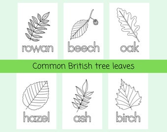 Tree Leaf Colouring Pages | Forest School Colouring Sheets | Instant Download