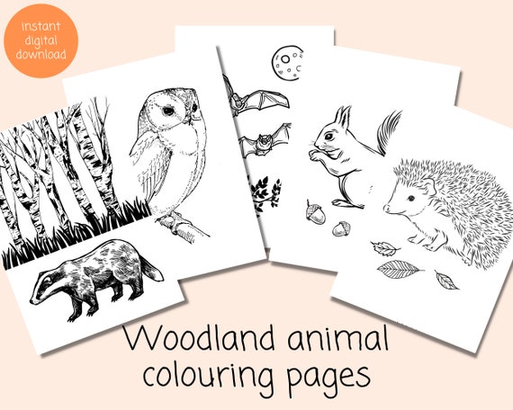 Woodland Animal Colouring Pages  5 X A4 Pdfs to Print Out and