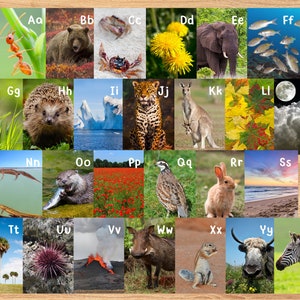 Cartazes do alfabeto do mundo natural | Fotos da natureza de animais de Montessori Reggio A-Z | Download digital instantâneo