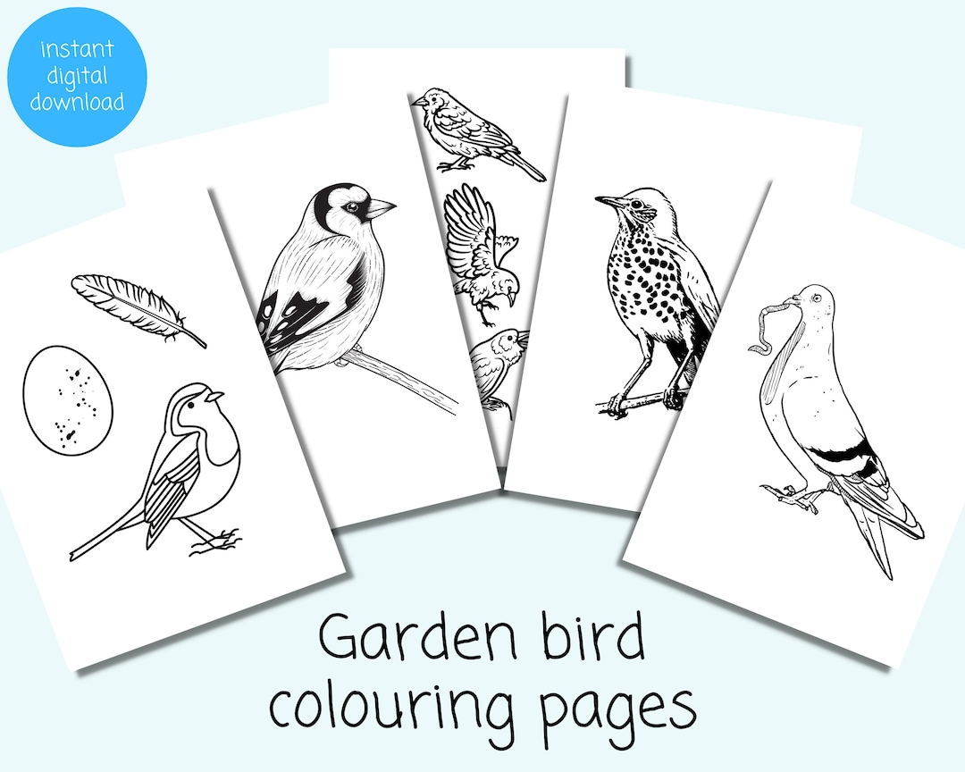 Garden Bird Colouring Pages Native British Birds Colouring Sheets Instant Download - Etsy