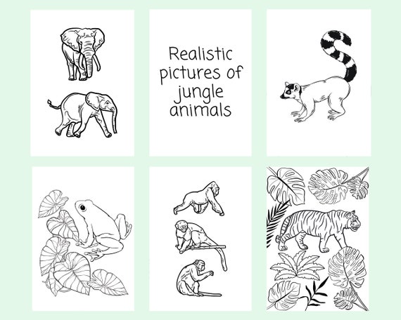 Jungle Animal Colouring Pages Instant Digital Download for - Etsy