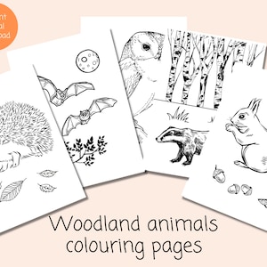 Woodland Animal Colouring Pages | British Nature Printable | Autumn Colouring Sheets