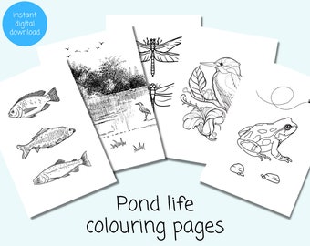 Pond Life Colouring Pages | 5 x Pond Animal Colouring Sheets | Instant Download