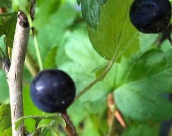 Grosella negra (15 semillas), variedad de color raro