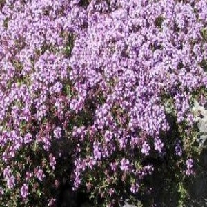 20 semi di timo serpillo -Thymus