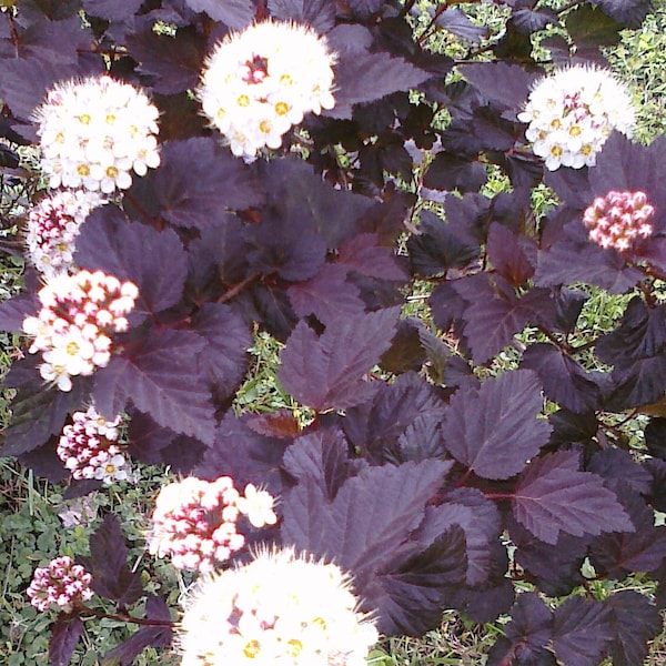 5+ Black Beauty Ninebark Samen -Purple/Black Foliage Strauch