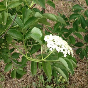 Amerikanischer Sambuca-Holunder 15 Samen -Native