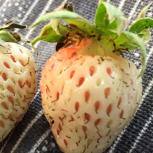 Carolina Pineberry 25 Seeds -Strawberry Fruiting Groundcover