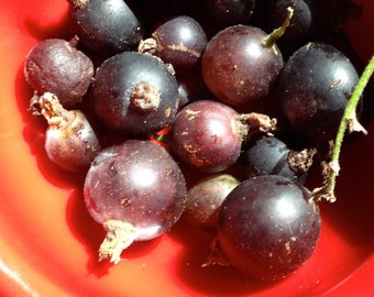 Jostaberry Ribes nidigrolaria 5+ Semi