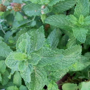 15 Mohito Mint Seeds