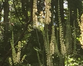 5+ Black Cohosh Seeds: Actaea Racemosa - Stately Woodland Herb