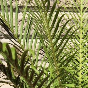 May include: Close-up of a vibrant green fern with long, slender leaves. The fern's fronds are a bright green, with a reddish-brown stem. The plant is set against a textured brick wall, creating a natural and earthy aesthetic.