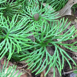 200 Sporen Gemahlene Kiefer -Lycopudium Digitata