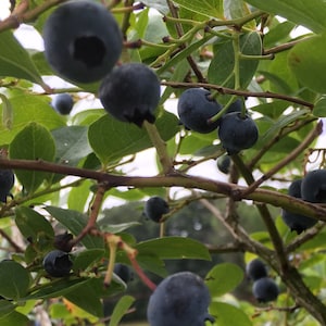 Wild Blueberry 25 Seeds