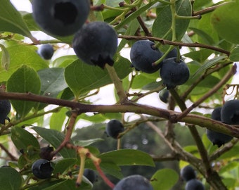 Arándano silvestre 15 semillas