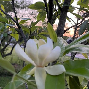 Sweet Bay Magnolia Tree Seeds - Zone 5 Hardy - Fragrant White Flowers