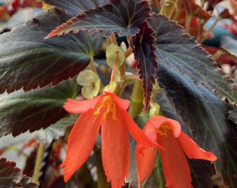10+ Crimson Angel Falls Tuberous Begonia Seeds