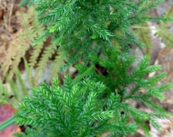 350 Sporen von Dendrolycopodium Obscurum Princess Pine
