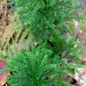 1,000 Spores of Dendrolycopodium Obscurum Princess Pine