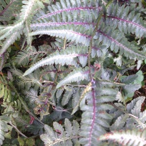 Cadeaubundel winterharde sporen: Japans geschilderd, struisvogel, dame in rood