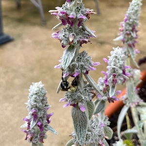 10+ Lamb&#39;s Ear Seeds -Stachys Byzantia