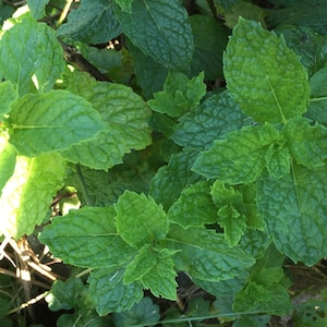 May include: A close-up shot of fresh green mint leaves, highlighting their textured surfaces and toothed edges. The image shows the healthy appearance of the plant, with details of the leaves and stems. The mint is growing in a natural environment.