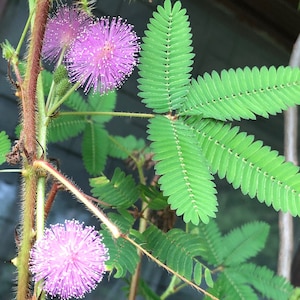 5 Mimosa Pudica Sensitive Plant Seeds
