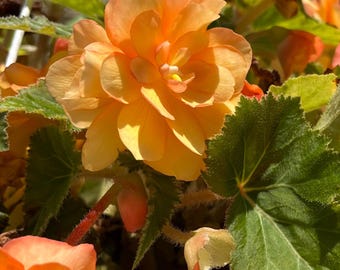 Sunrise Tuberous Begonia 10+ Seeds