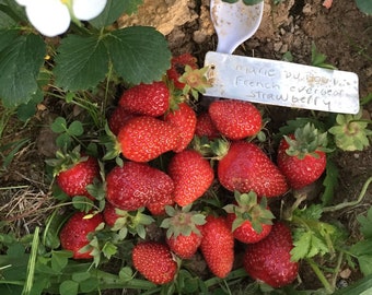 10 semillas de fresa Mara Des Bois, bayas medianas y grandes