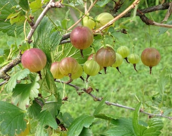 10+ Pixwell Red Gooseberry Seeds -berries for Wonderful Jelly & leaves to make tea