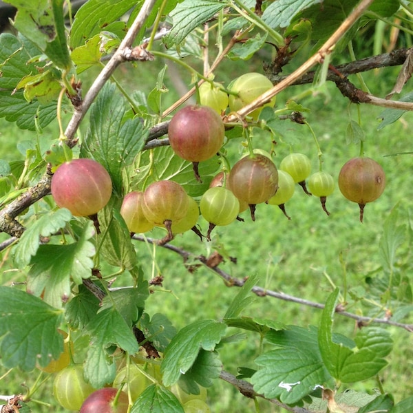 10+ Pixwell Red Gooseberry Seeds -berries for Wonderful Jelly & leaves to make tea