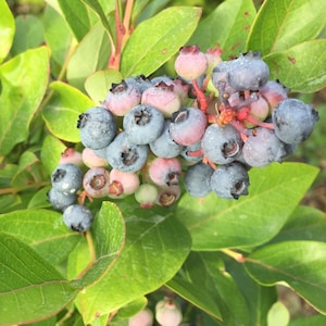 15 Seeds Rabbiteye Blueberry Seeds