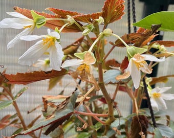 10+ Silver Lining Angel Falls Tuberous Begonia Seeds