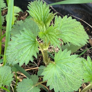 10 Stinging Nettle Seeds -Highly Nutritious Leaves When Cooked