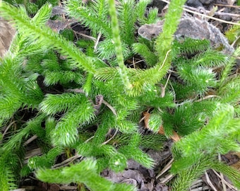 600 spores Stag's Horn Clubmoss Lycopodium Clavatum