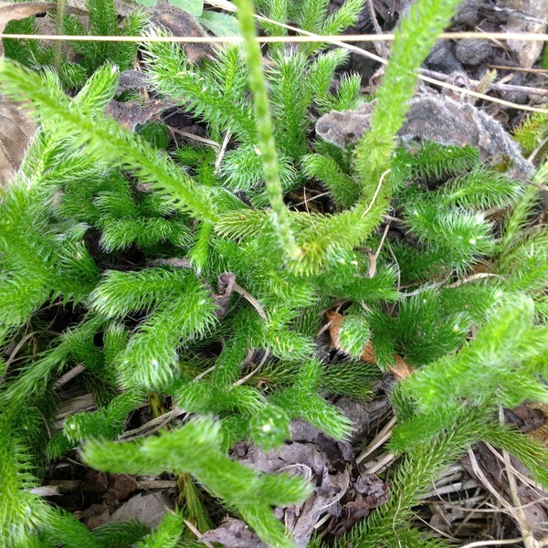 600 spores Stag's Horn Clubmoss Lycopodium Clavatum