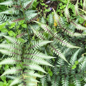 Zilverkleurige Japanse geverfde varen 300 sporenzaden