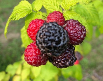 10+ Jewel Black Raspberry Seeds -Large Berries