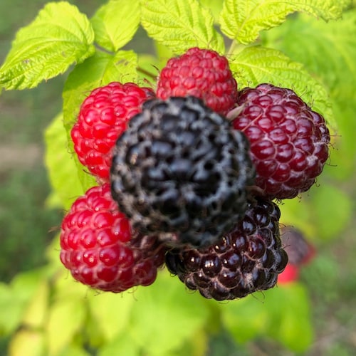 15 Jewel Black Raspberry Seeds large Berries Etsy