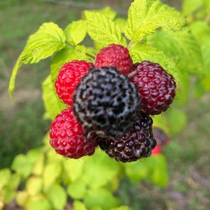 35 Jewel Black Raspberry Seeds -Large Berries