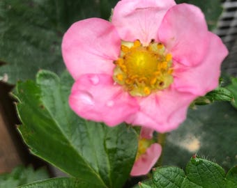 Toscana Pink Strawberry Seeds: Edible Hanging Basket Plant 10+ Seeds