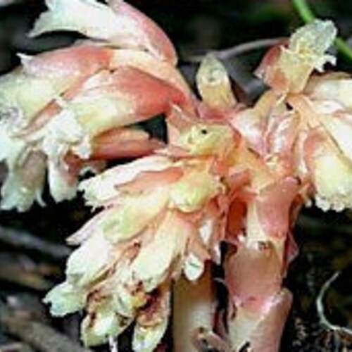 PURPLE PITCHER PLANT Sarracenia Purpurea Hardy Zones 3-8 Native 20 Seeds PURPLE PITCHER PLANT Sarracenia Purpurea Hardy Zones 3-8 Native 20 Seeds