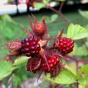 5+ Japanese Wineberry Seeds -Also known as Loganberry, Western Blackberry